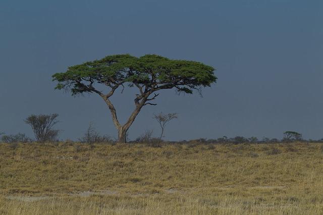 273 Kalahari woestijn.jpg